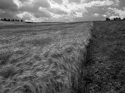 131381828141-1 131381828141-1